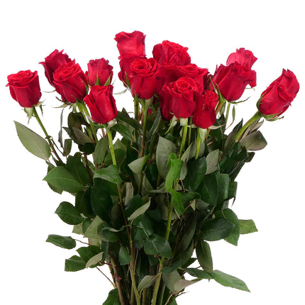 01900301_ruza-grande-cervena-rezana