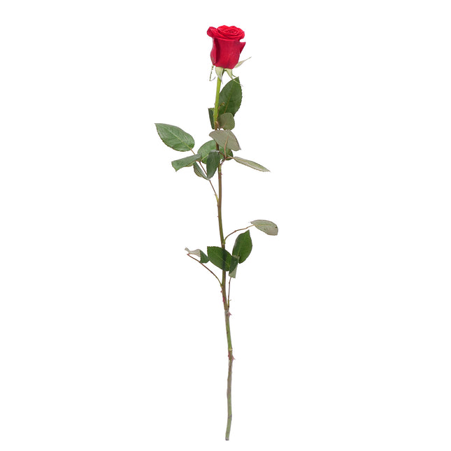 01900301_ruza-grande-cervena-rezana