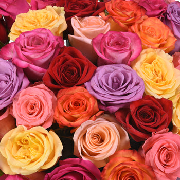 01900306_ruza-grande-mix-40cm-rez