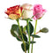 01900319_ruza-kratka-mix-rez