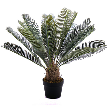 02000177_cycas-um-v-kvetinaci-60-cm