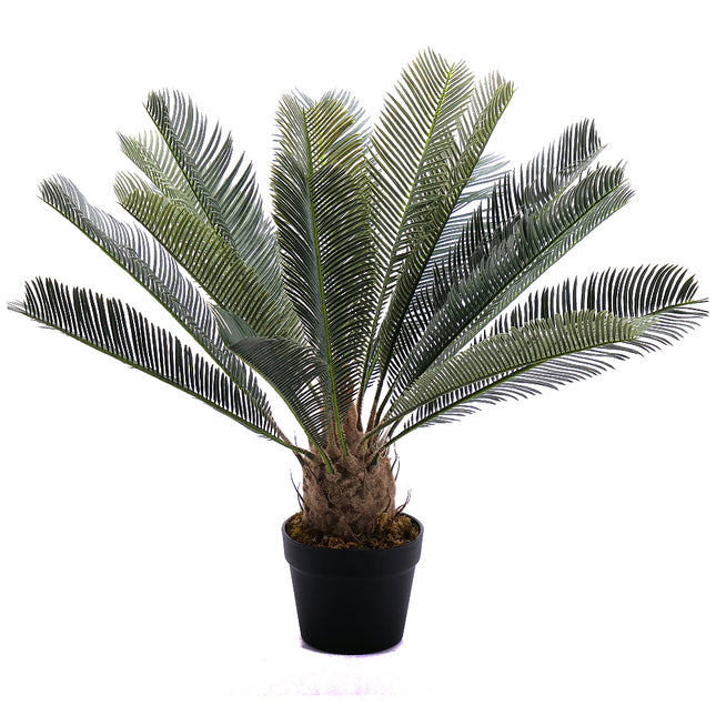 02000177_cycas-um-v-kvetinaci-60-cm