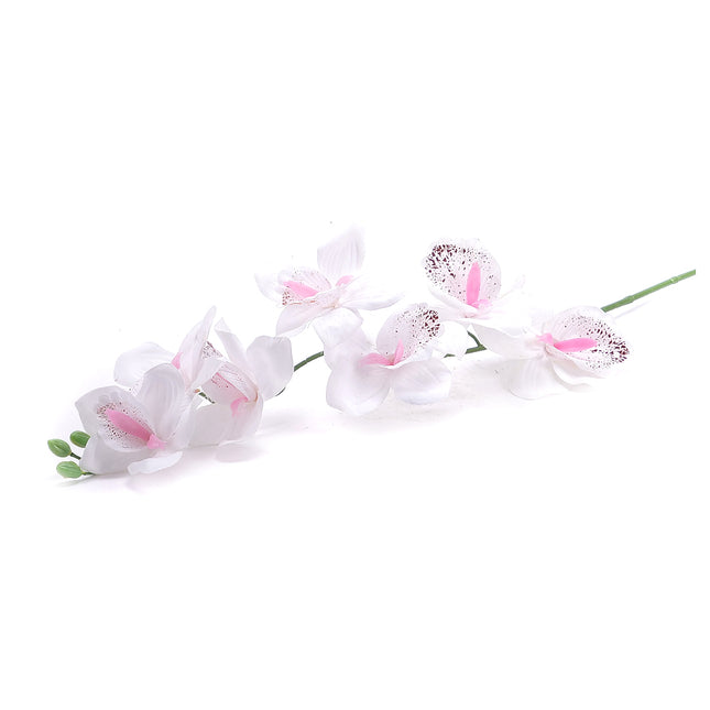 02000182_cymbidium-latkove-stopkove
