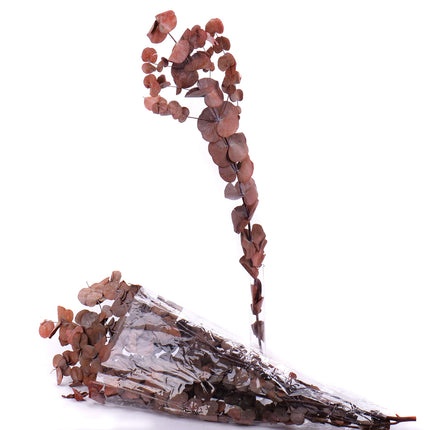 02000301_eucalyptus-cinerea-trvacny-60cm-balenie-1