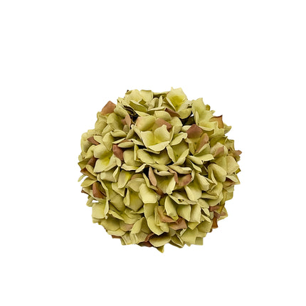 02000529_hortenzia-um-gula-velka-kusova
