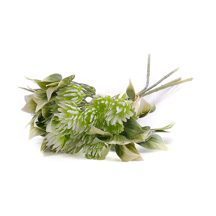 02001443_kytica-um-peperomia-x5-zvazok