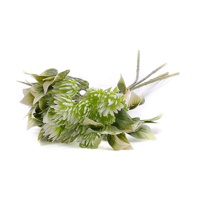 02001443_kytica-um-peperomia-x5-zvazok
