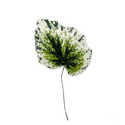 02001758_list-um-begonia-x1