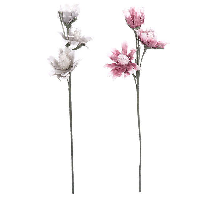 02001820_magnolia-x-1-umela-penova-6