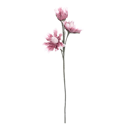 02001820_magnolia-x-1-umela-penova-6