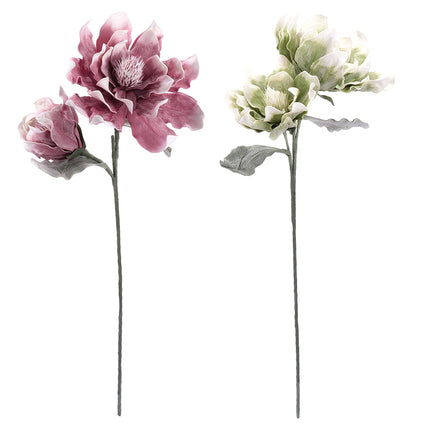 02001826_magnolia-x-1-umela-penova