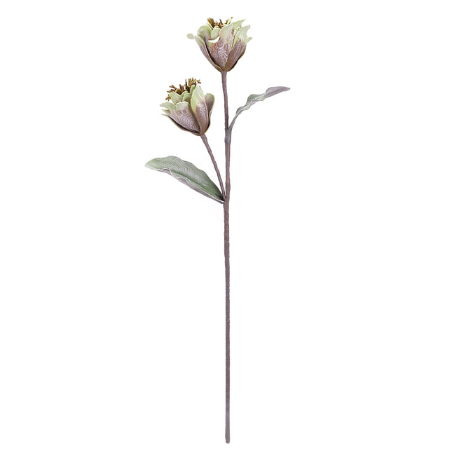 02001868_magnolia-x1-umela-penova-2