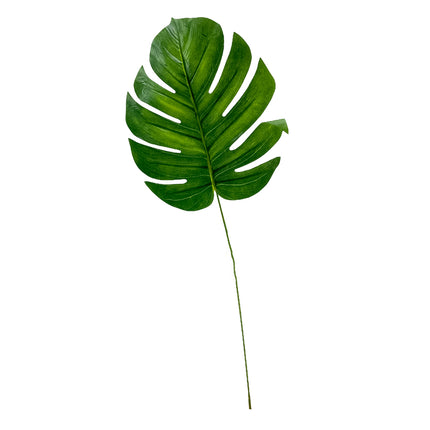 02001920_monstera-um-stopkova
