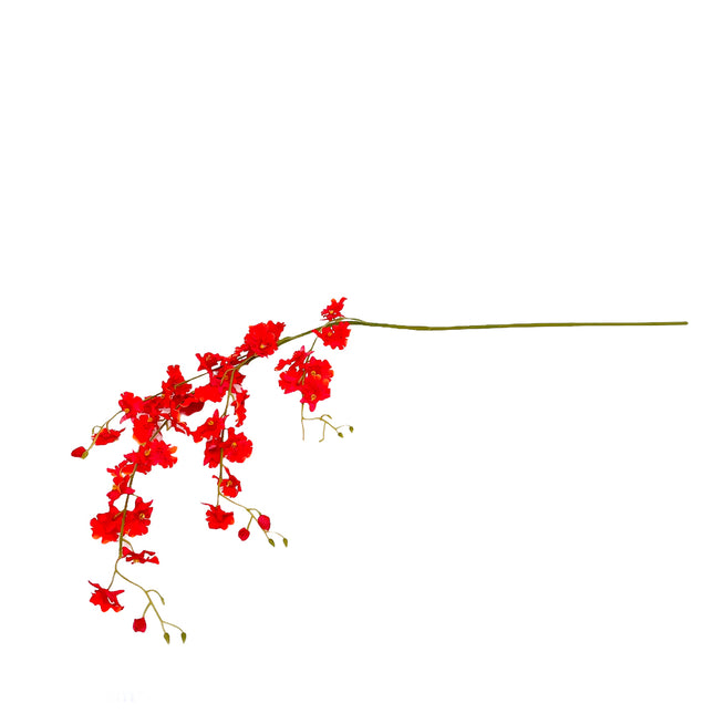 02001950_oncidium-latkove