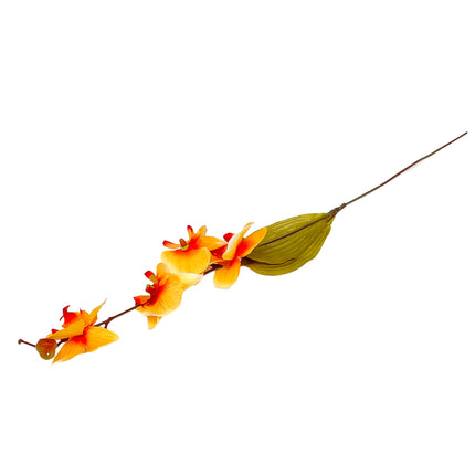 02001958_orchidea-latkova-stopkova