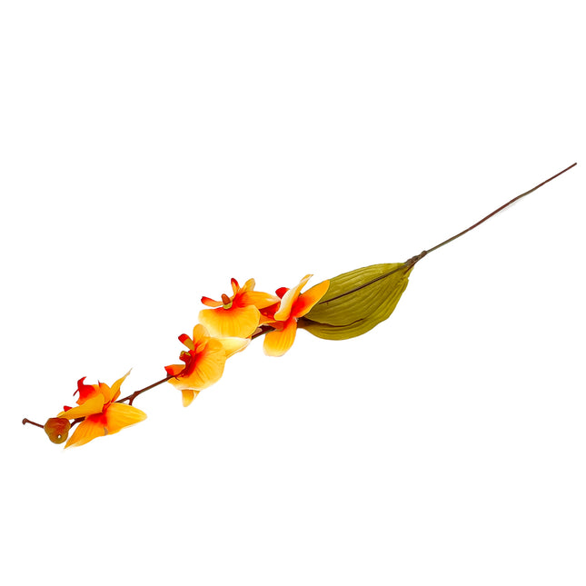 02001958_orchidea-latkova-stopkova