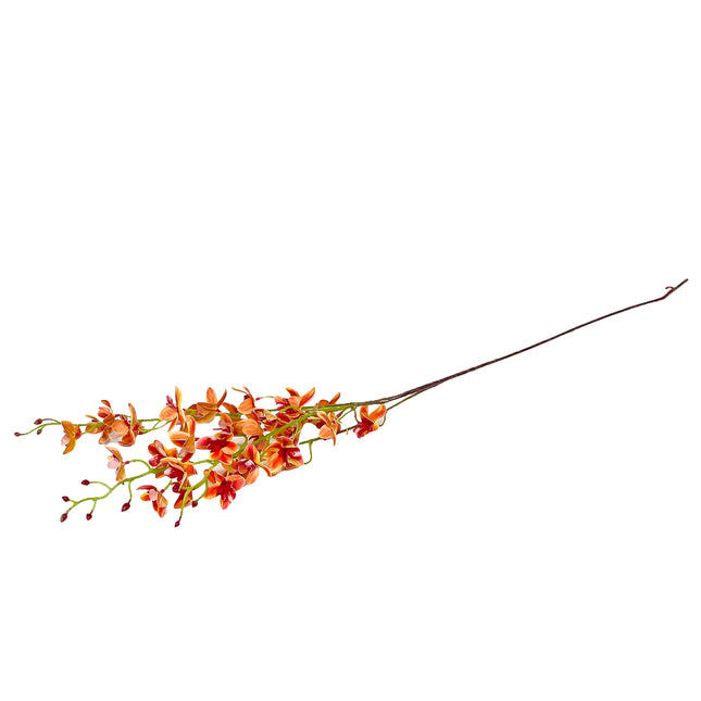 02001983_orchidea-um-stopkova-x3
