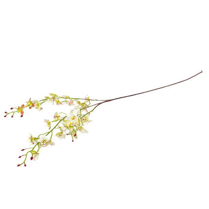02001983_orchidea-um-stopkova-x3