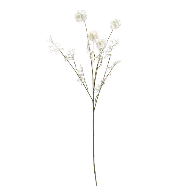 02002451_scabiosa-x4-mix-h31-umela