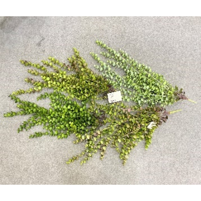 02002551_tahac-tmavo-zeleny-eukalyptus-x6-umely-94-cm