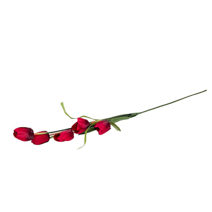 02002637_tulipan-latkovy-stopkovy