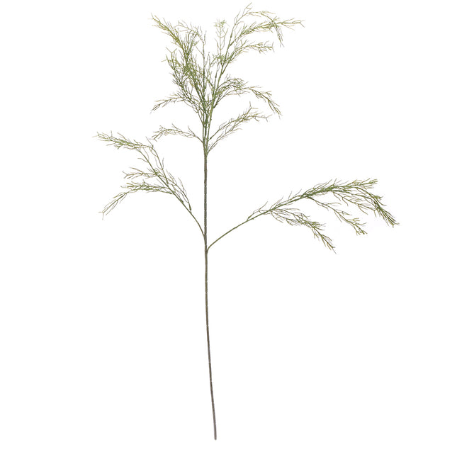 02002815_vetva-asparagus-x1-h90-umele