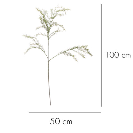 02002815_vetva-asparagus-x1-h90-umele