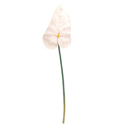 02003579_anturia-x1-mix-69cm-k76-umela