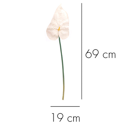 02003579_anturia-x1-mix-69cm-k76-umela