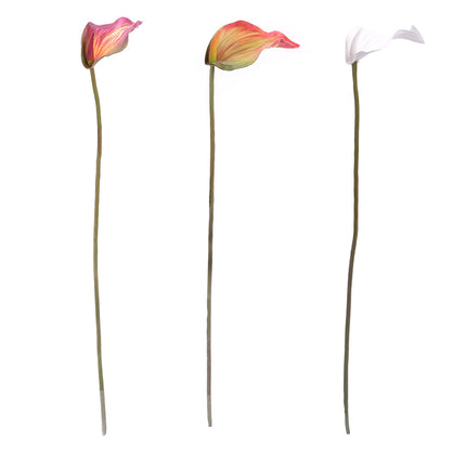02003655_calla-x1-umela-z44