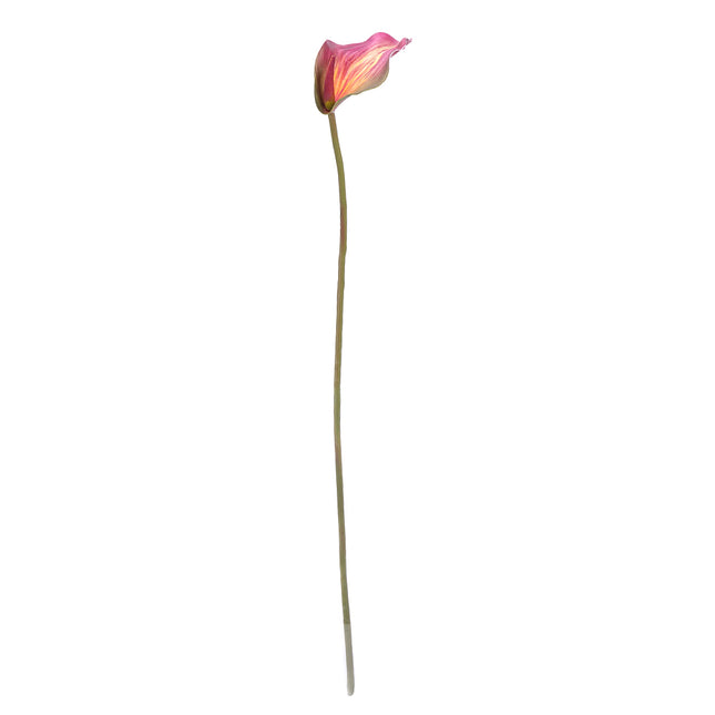 02003655_calla-x1-umela-z44