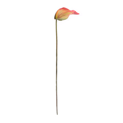 02003655_calla-x1-umela-z44