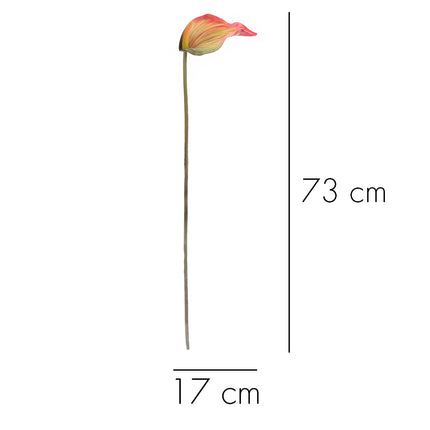 02003655_calla-x1-umela-z44