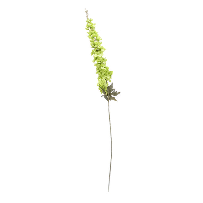 02003658_delphinium-x1-y26-umele