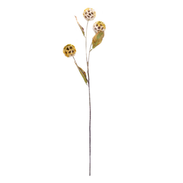 02003728_scabiosa-x3-mix-p16-cement-umela