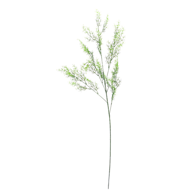 02008807_asparagus-x1-ad56-umely