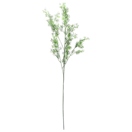 02008825_asparagus-x1-ad53-umely