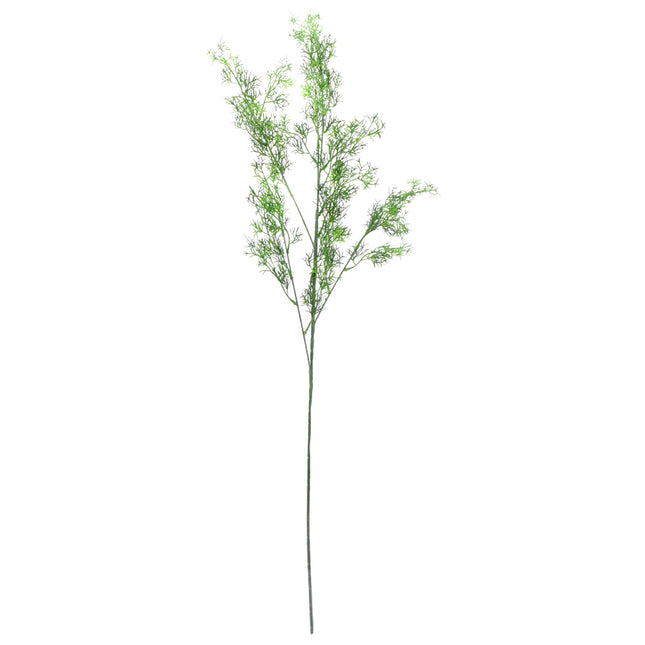 02008825_asparagus-x1-ad53-umely