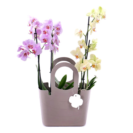 03000641_darcekova-plastova-taska-orchidee