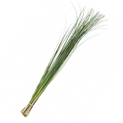 04500011_beargrass-trava-zel