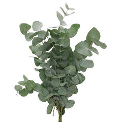 04500031_eucalyptus-cinerea-40-cm-rez-10-zv