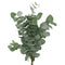 04500031_eucalyptus-cinerea-40-cm-rez-10-zv