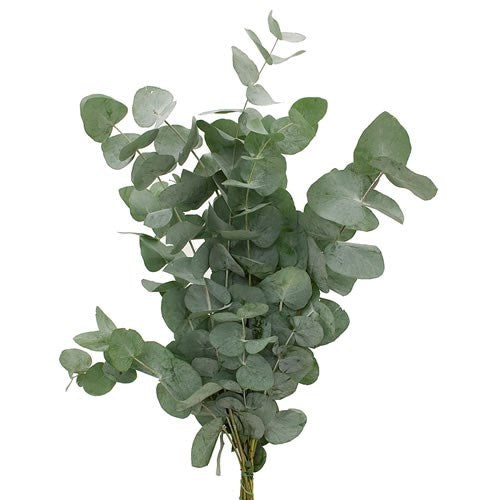 04500031_eucalyptus-cinerea-40-cm-rez-10-zv