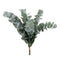 04500031_eucalyptus-cinerea-40-cm-rez-10-zv