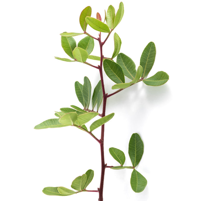 04500076_pistacia-lentiscus-list-10-zv
