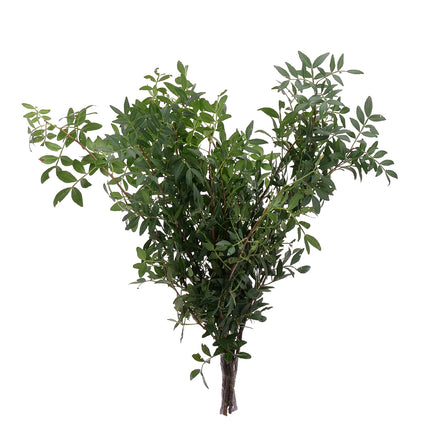 04500076_pistacia-lentiscus-list-10-zv
