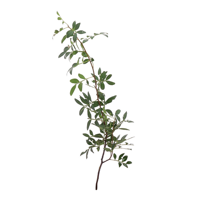 04500076_pistacia-lentiscus-list-10-zv