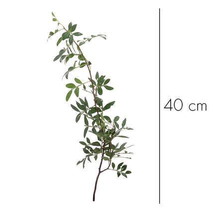 04500076_pistacia-lentiscus-list-10-zv