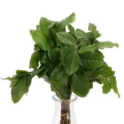 04500092_salal-zel-20-zv
