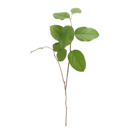 04500092_salal-zel-20-zv